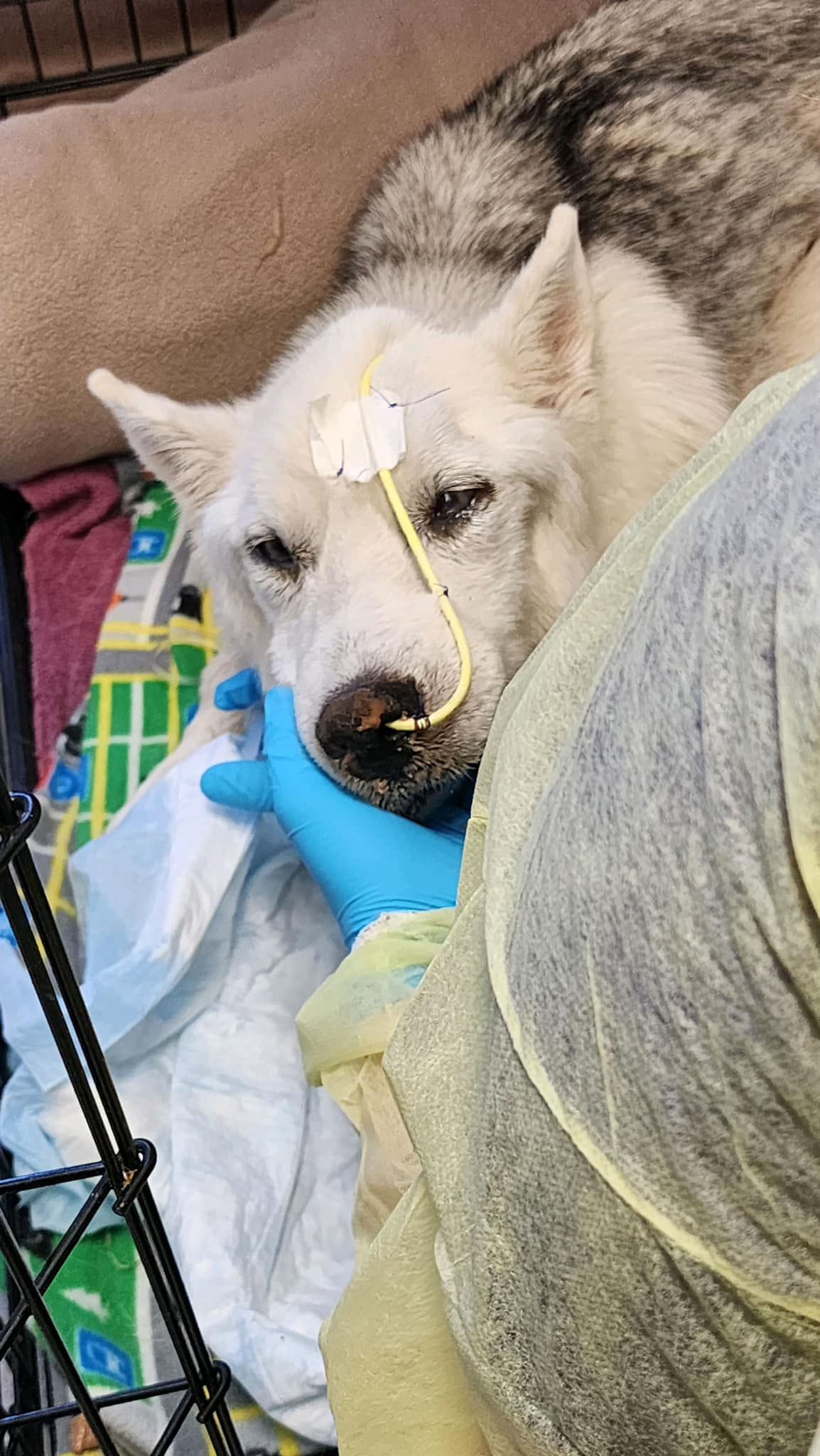 Extra image from article