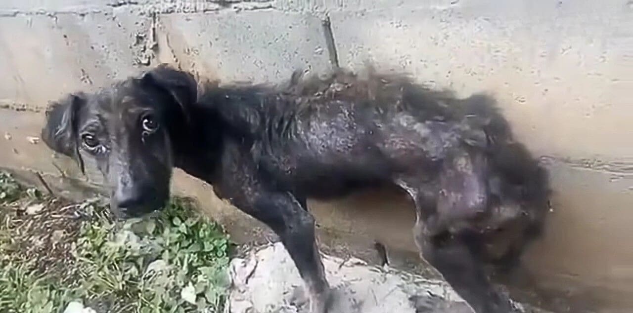 Balu was nourished with three daily meal...