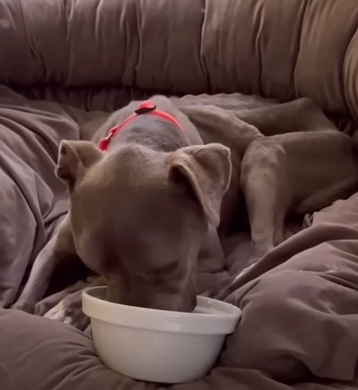 Extra image from article