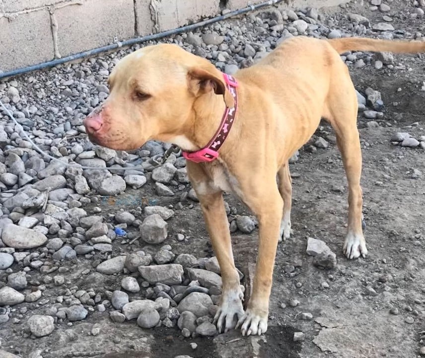 Extra image from article