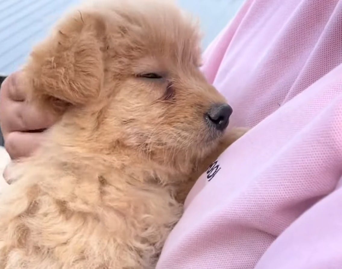 Extra image from article