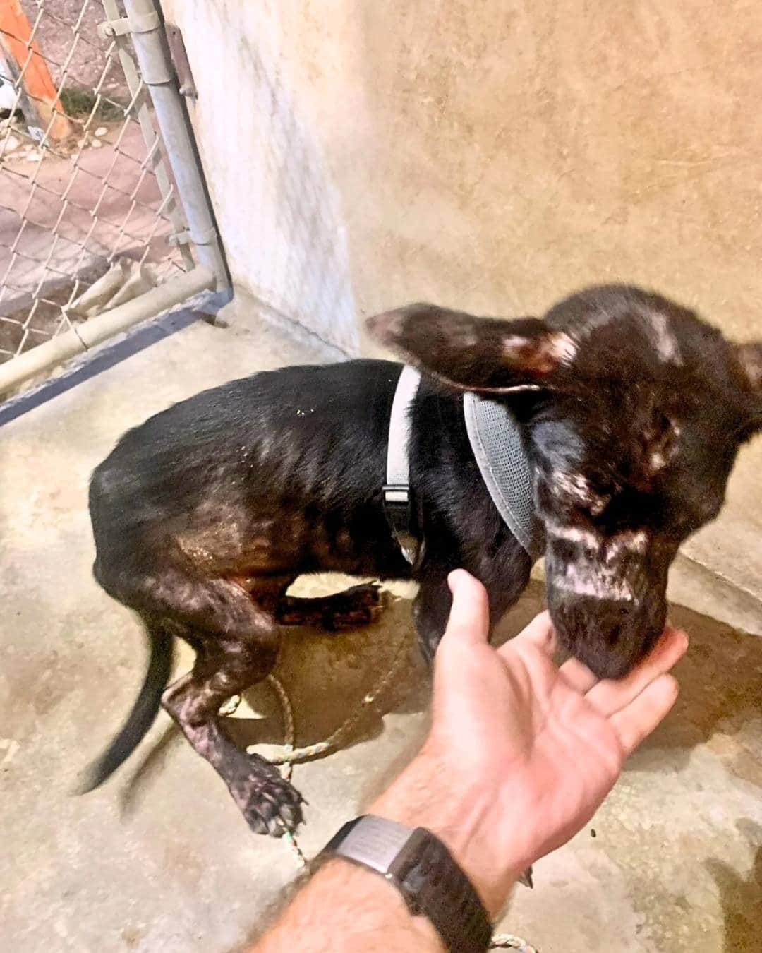 After escaping her previous owners, Lott...