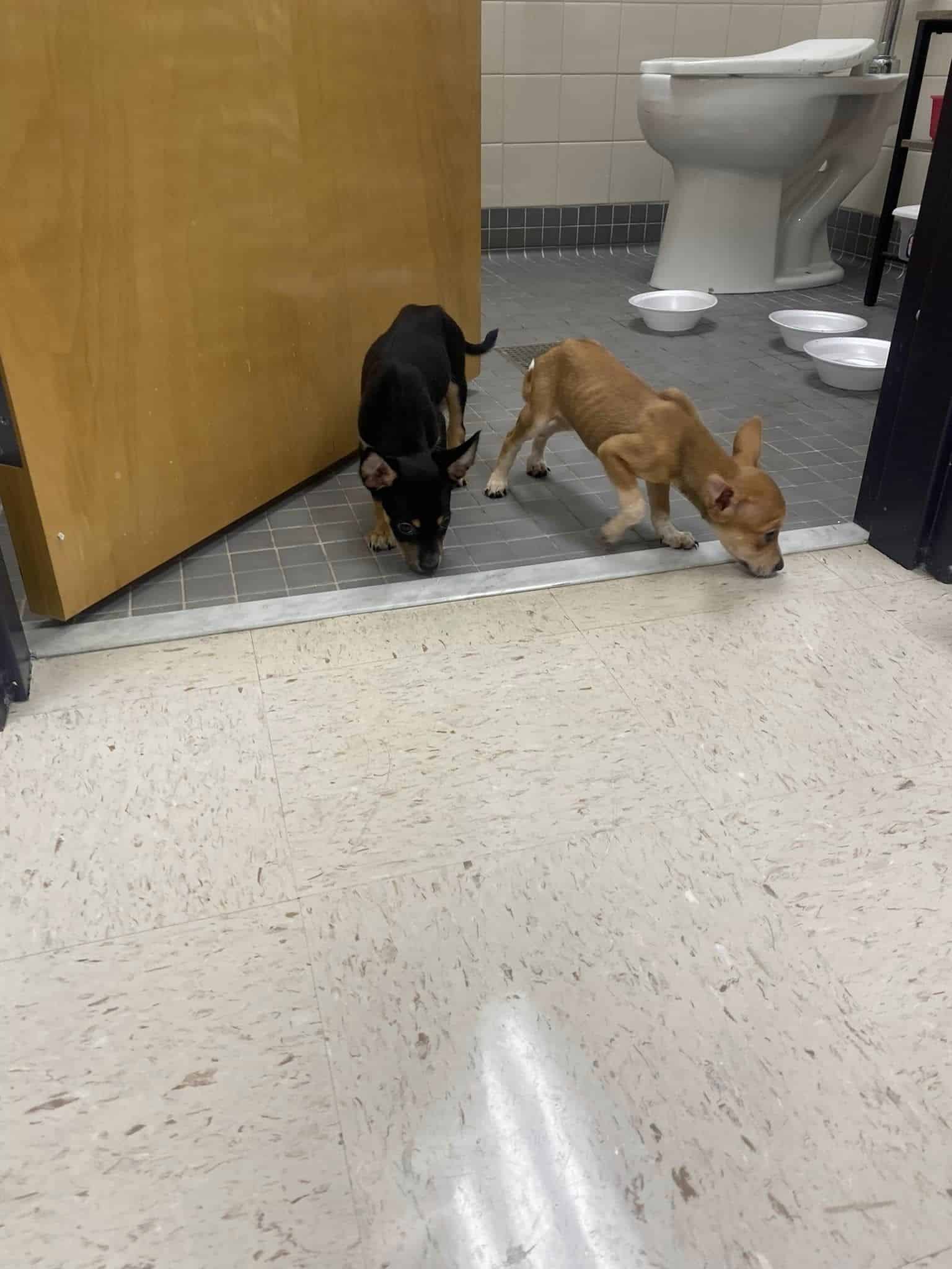 Extra image from article