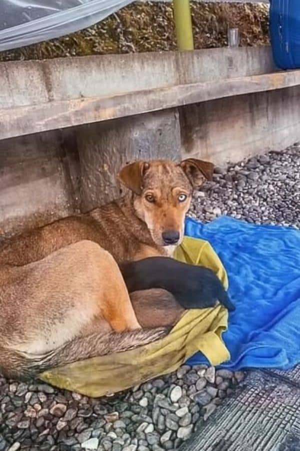 Curious if Vicky had any other puppies, ...