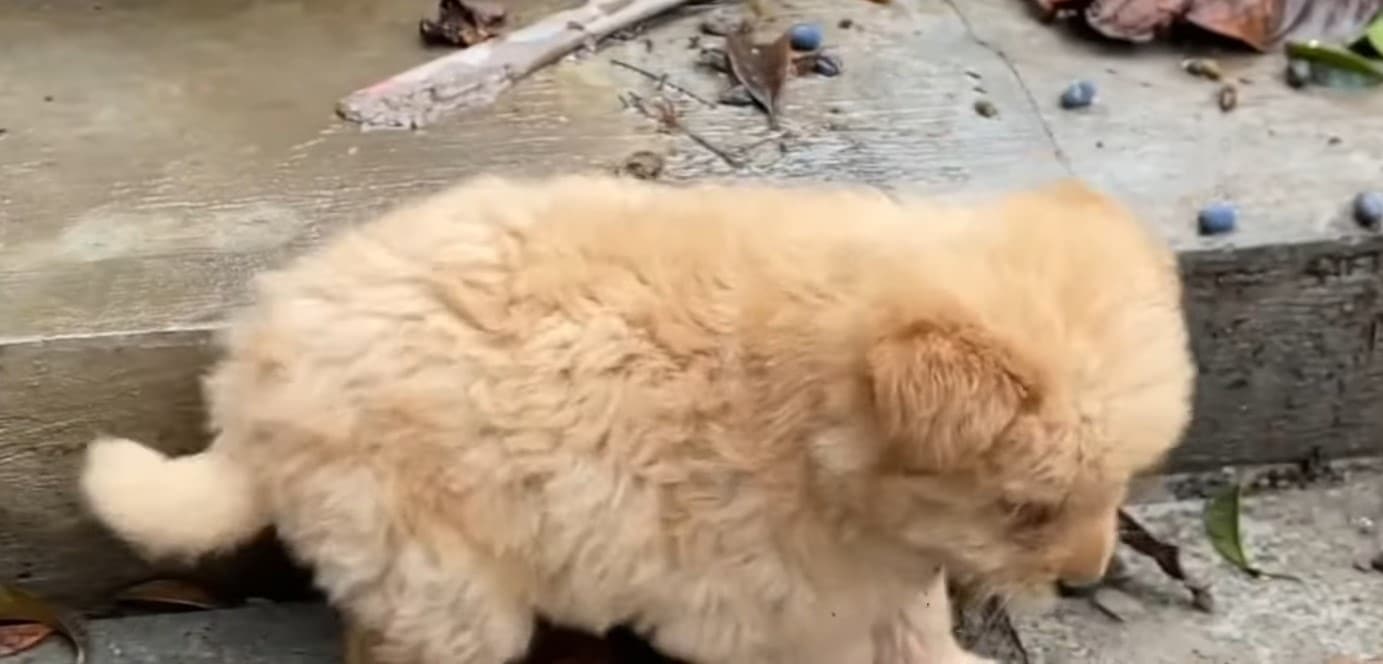 Extra image from article