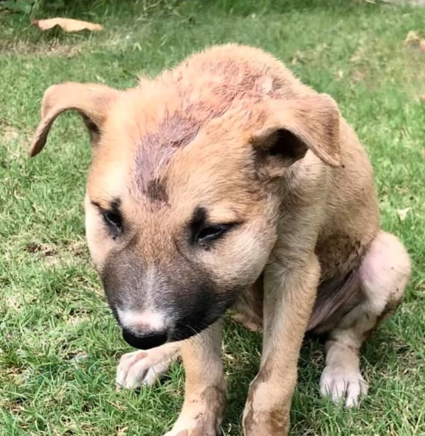 To their delight, interest in adopting C...