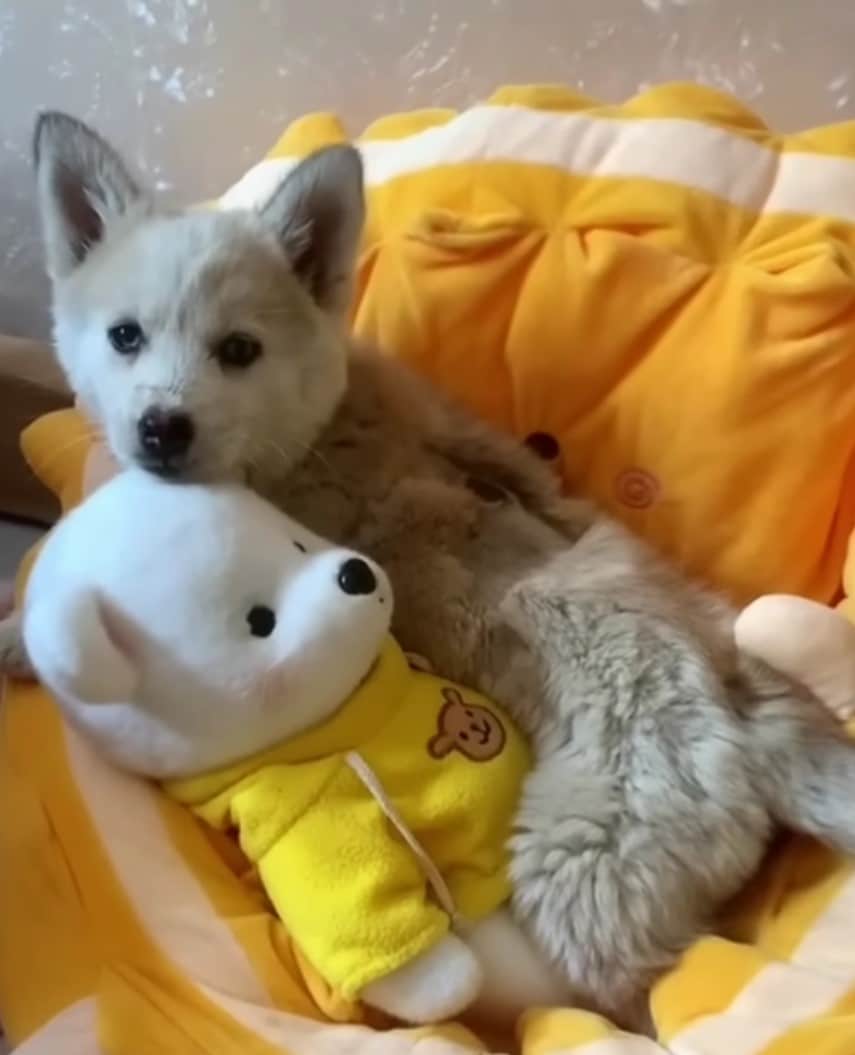 Extra image from article