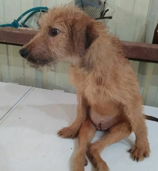 Extra image from article