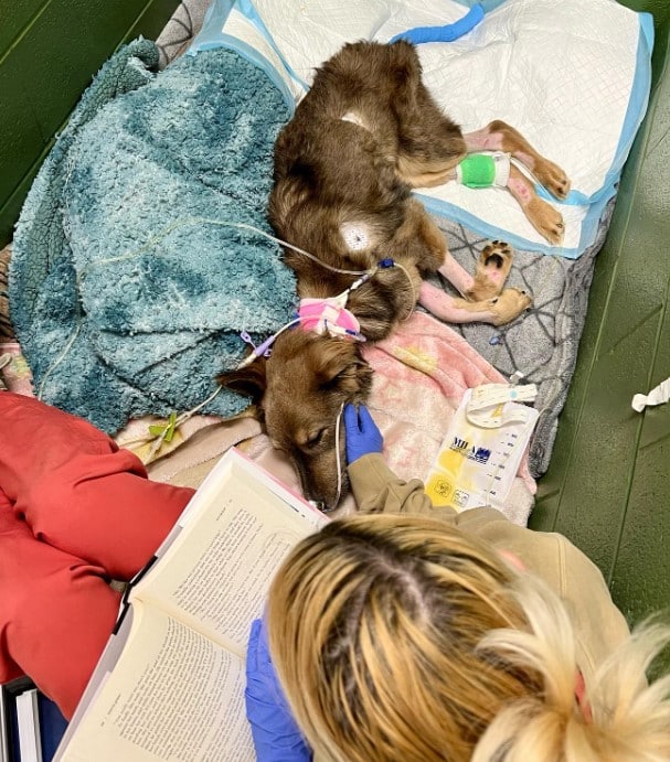 His indomitable spirit and charming pers...