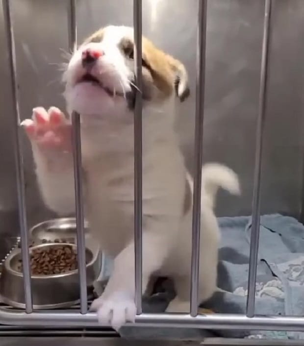 Extra image from article