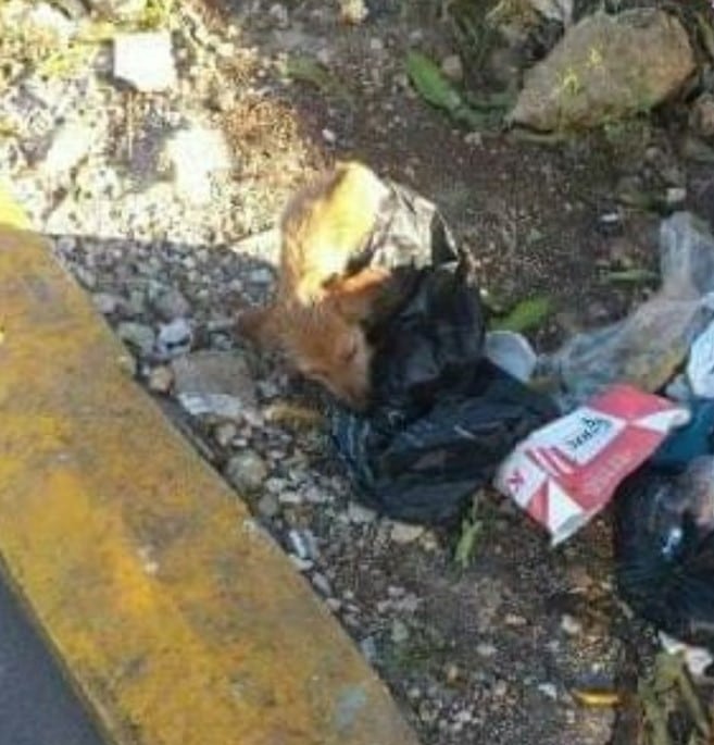 Winnie spent four months in foster care ...