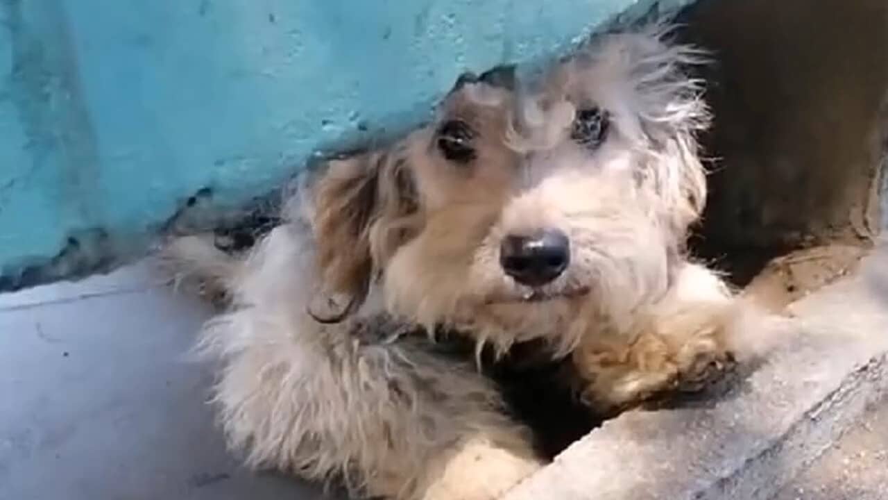 In the days that followed, the puppies t...