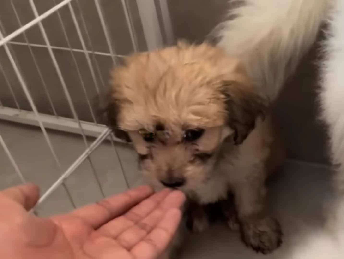 Extra image from article