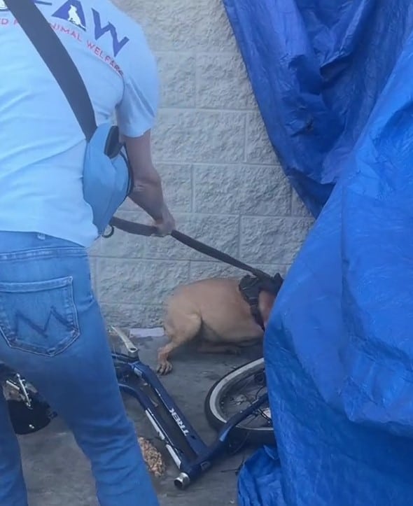 Extra image from article