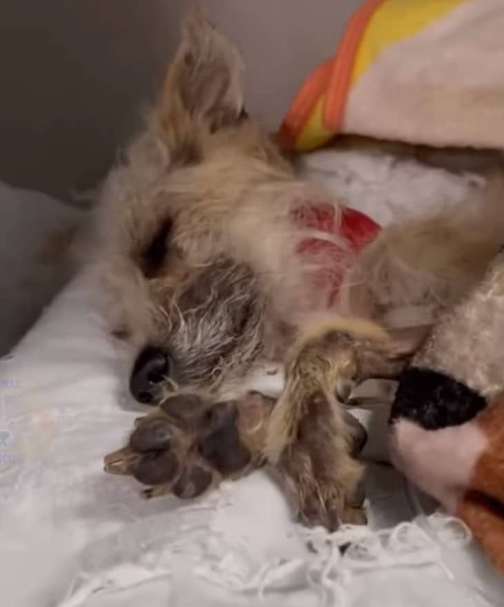 Extra image from article