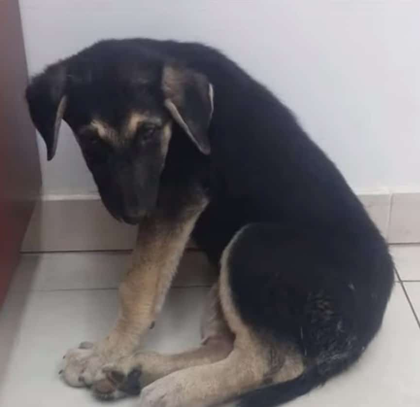 Extra image from article