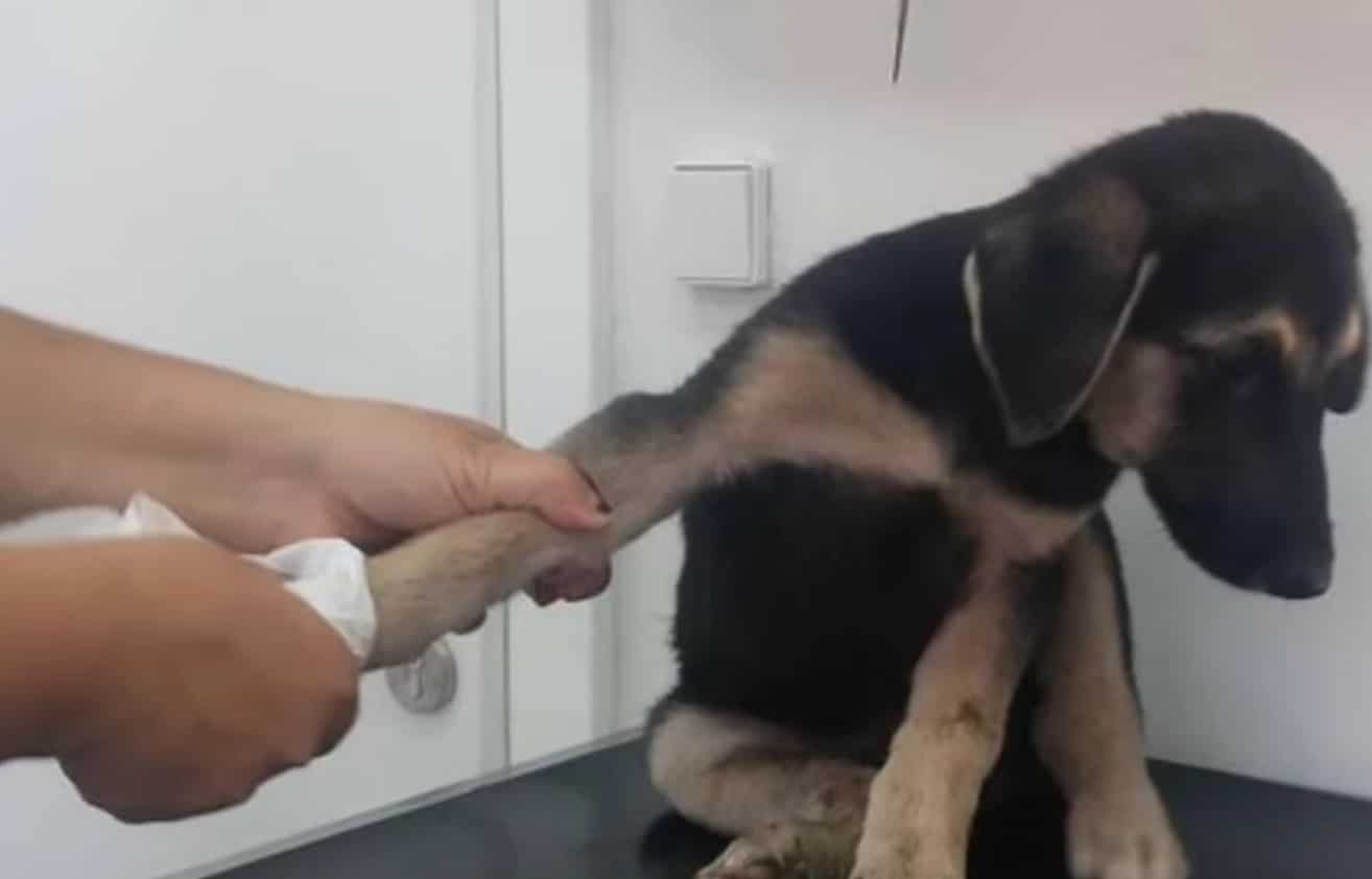 Extra image from article