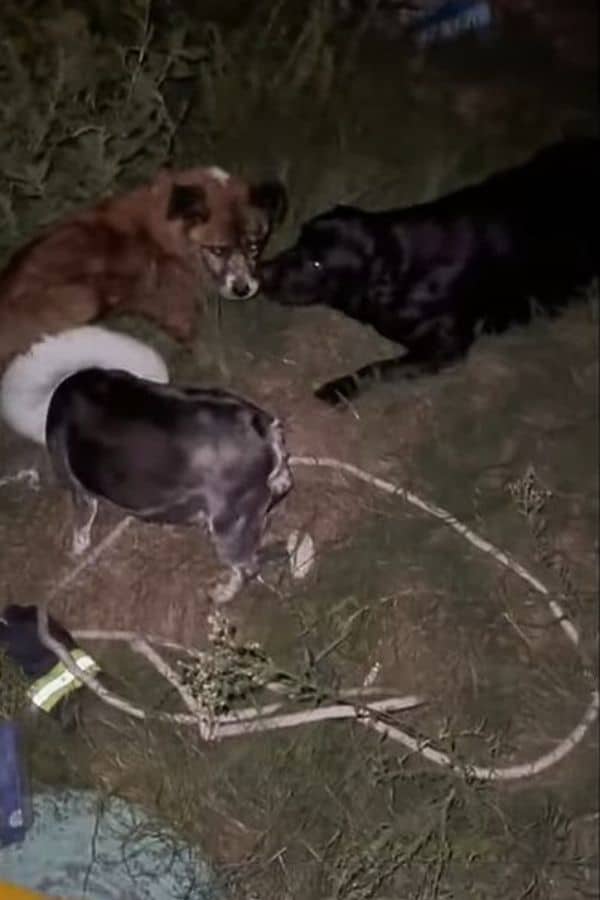 Extra image from article