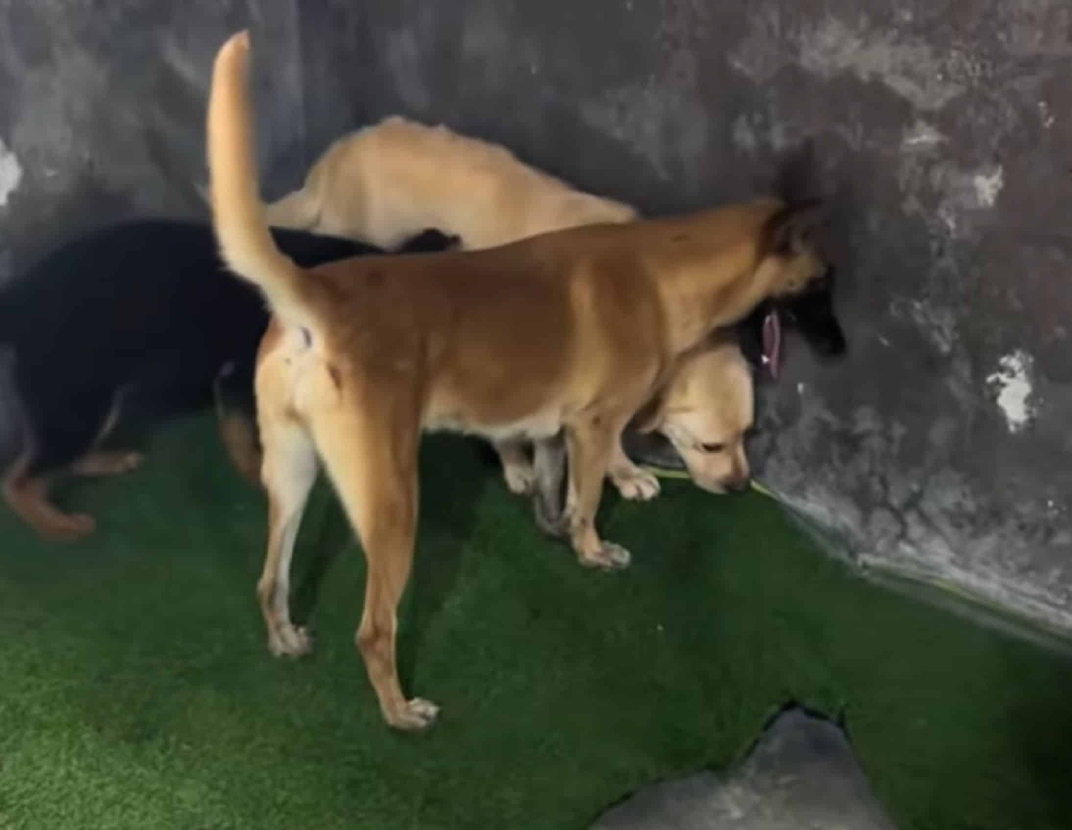 Extra image from article