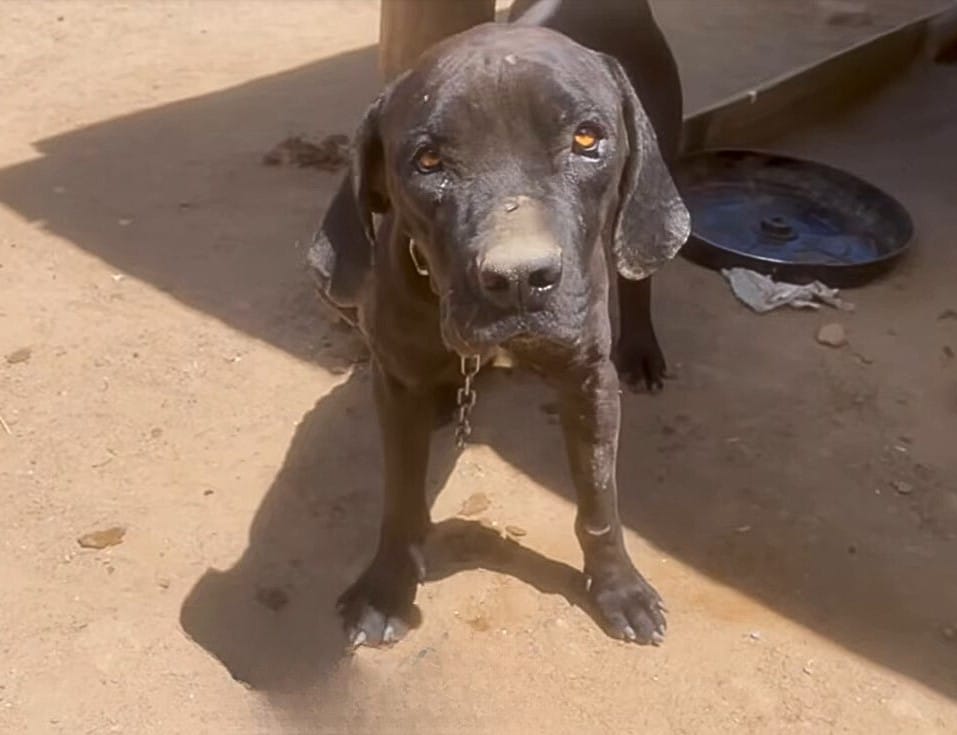 Laila was devoted to her new family, par...