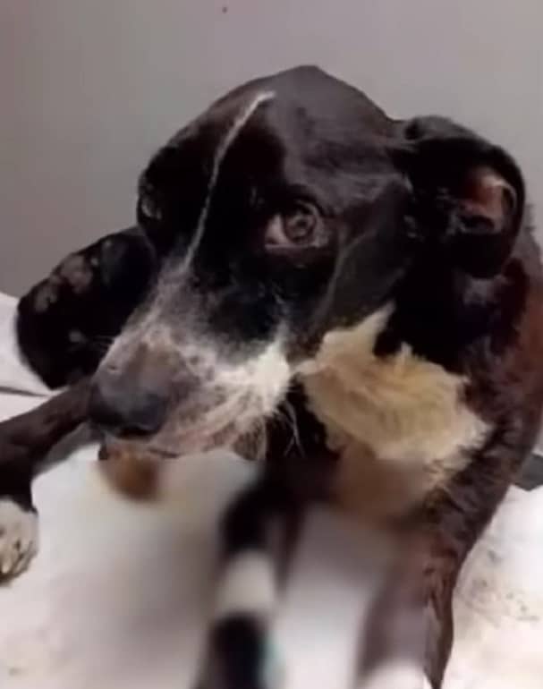 Extra image from article