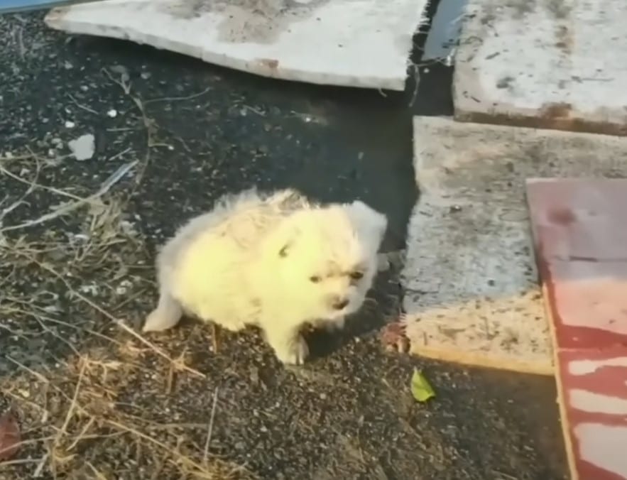 Eventually, he spotted her, but paralyze...