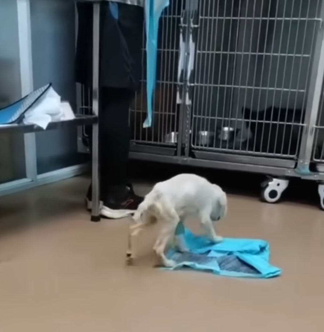 Extra image from article