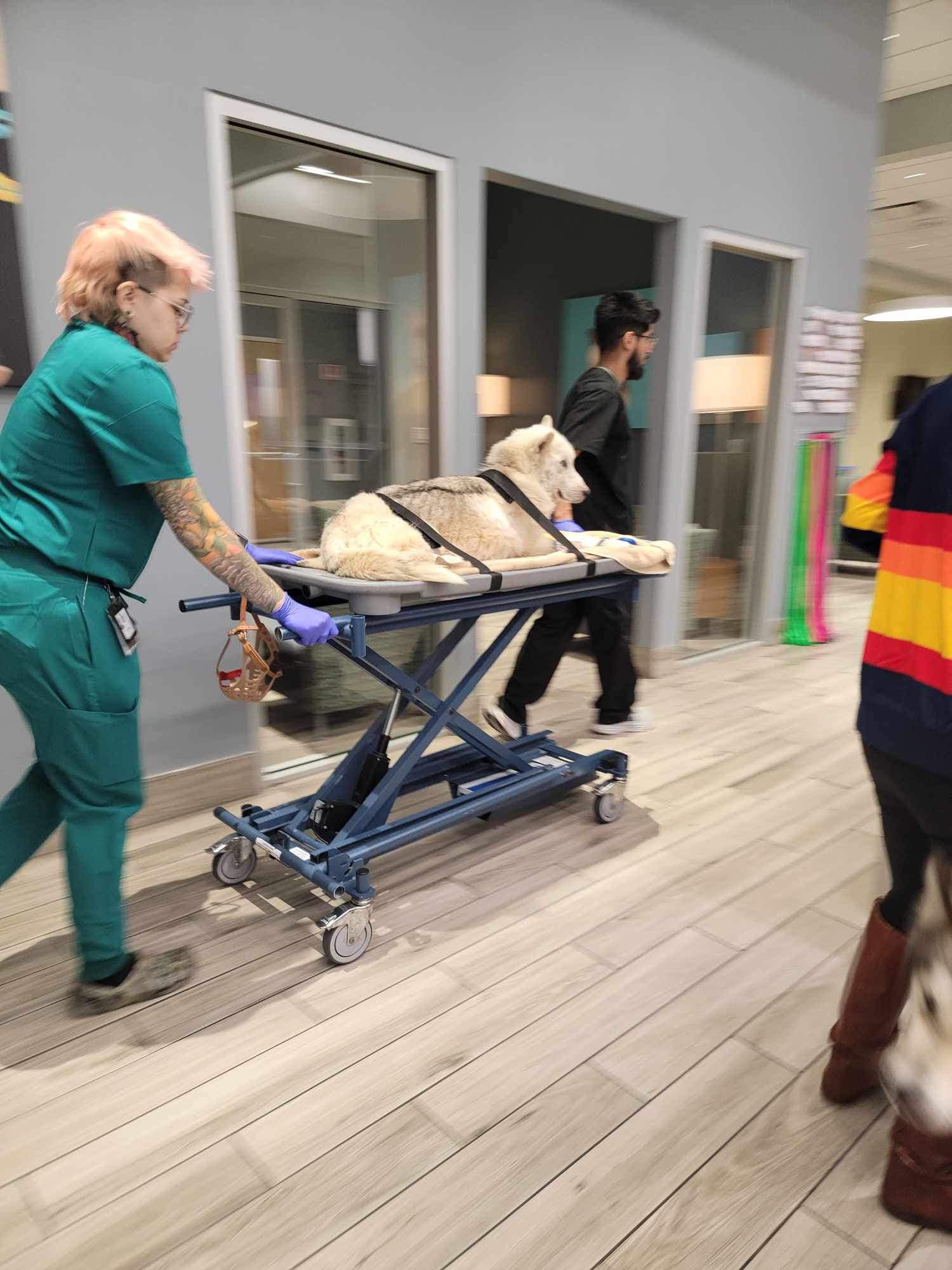 Extra image from article