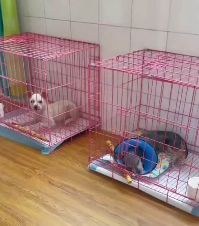 Extra image from article