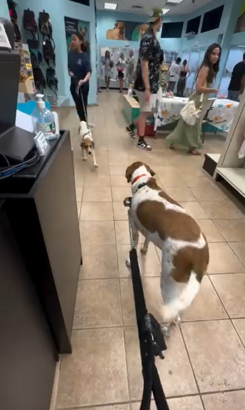 Extra image from article