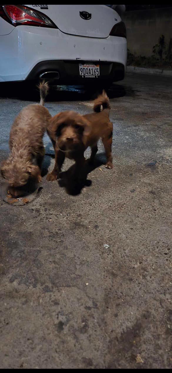 Extra image from article