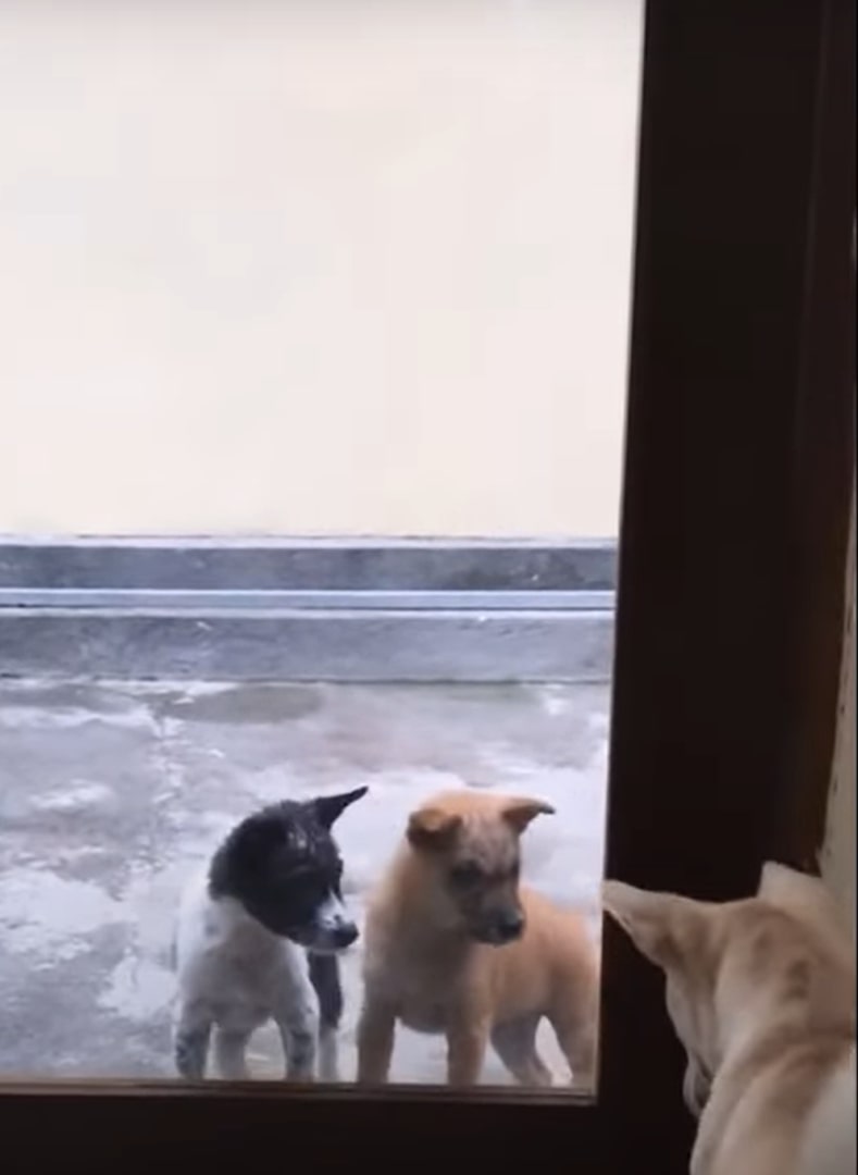 Extra image from article