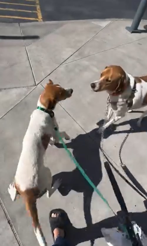 Extra image from article