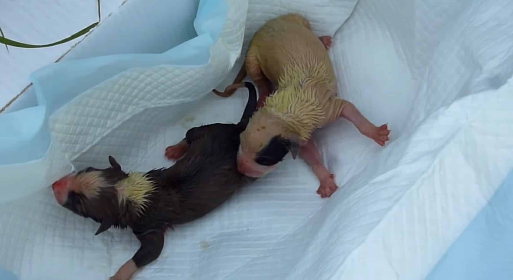 Tragically, despite the rescuers' earnes...