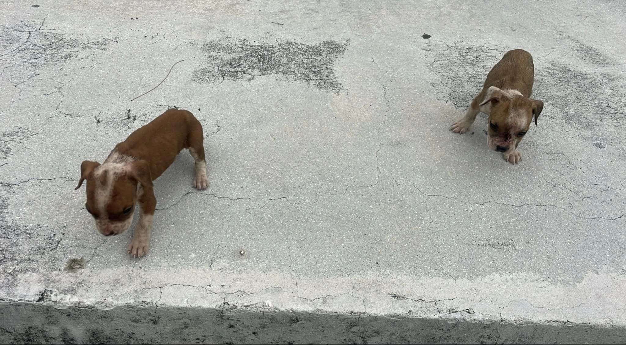 Extra image from article