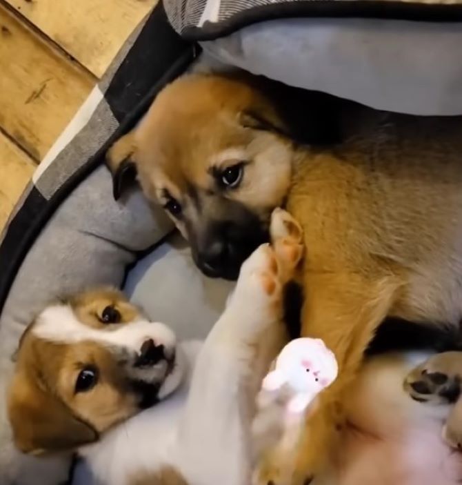 Extra image from article