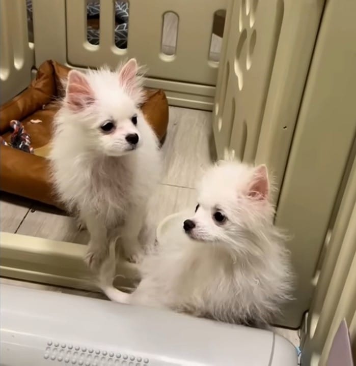 Extra image from article