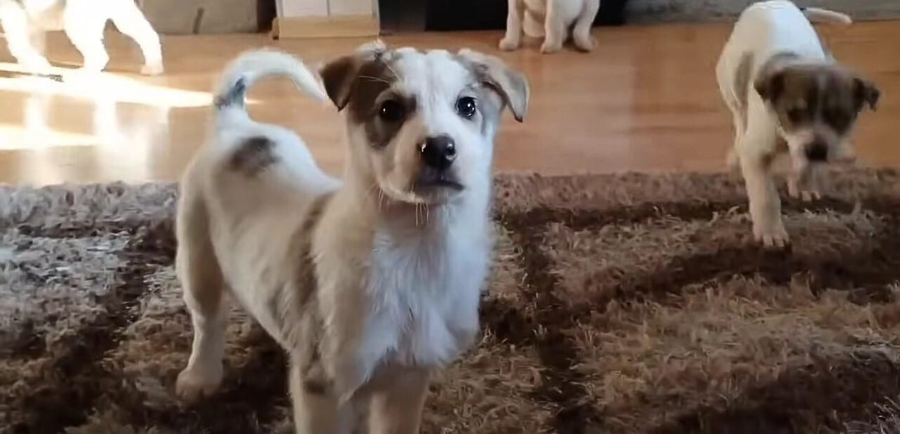 Extra image from article