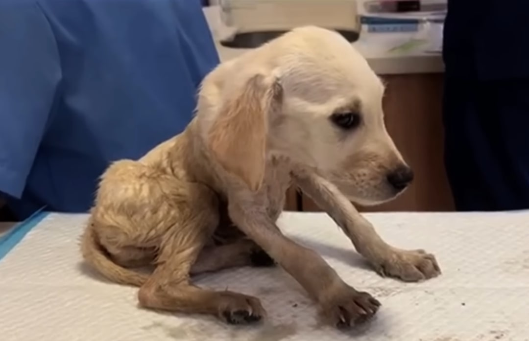 Extra image from article