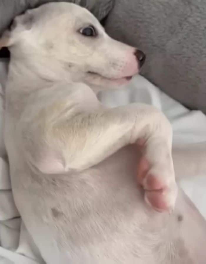 Extra image from article