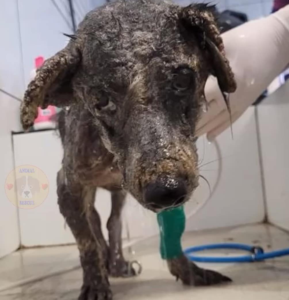 Extra image from article