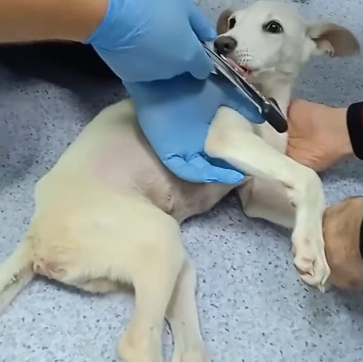 Extra image from article