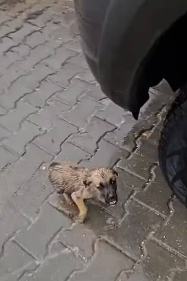 As they regained their health, the puppi...