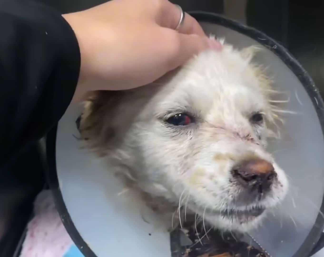 Extra image from article