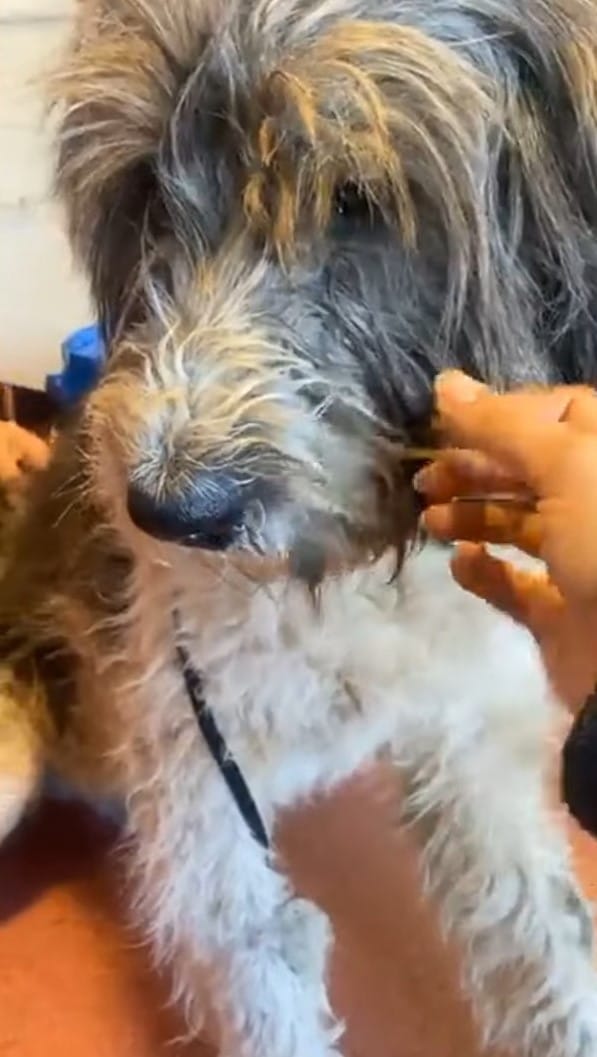 Extra image from article