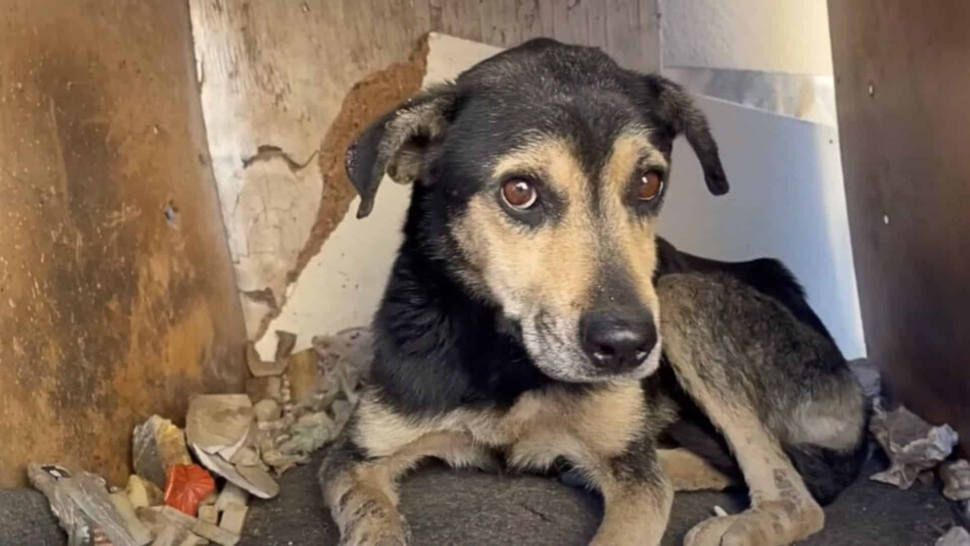 Bullet kept hoping that his family would...