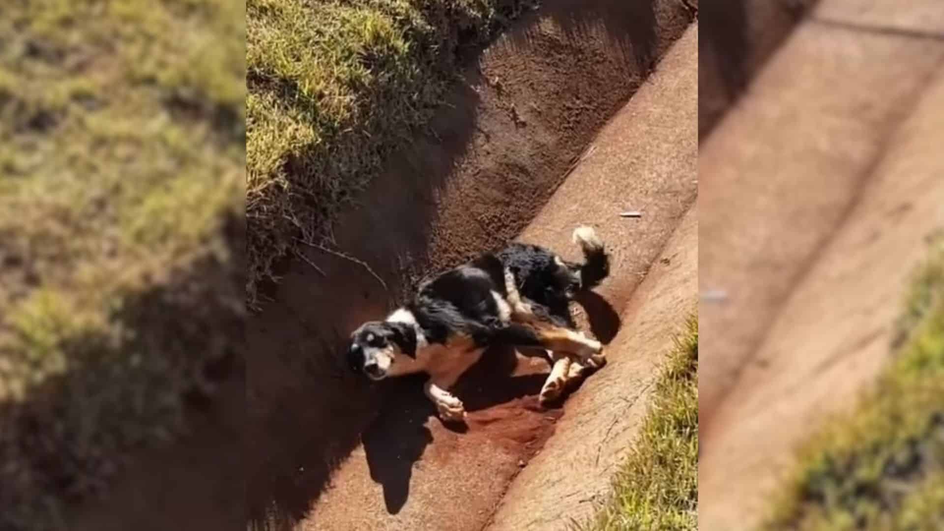 One such dog, injured and trapped in a d...