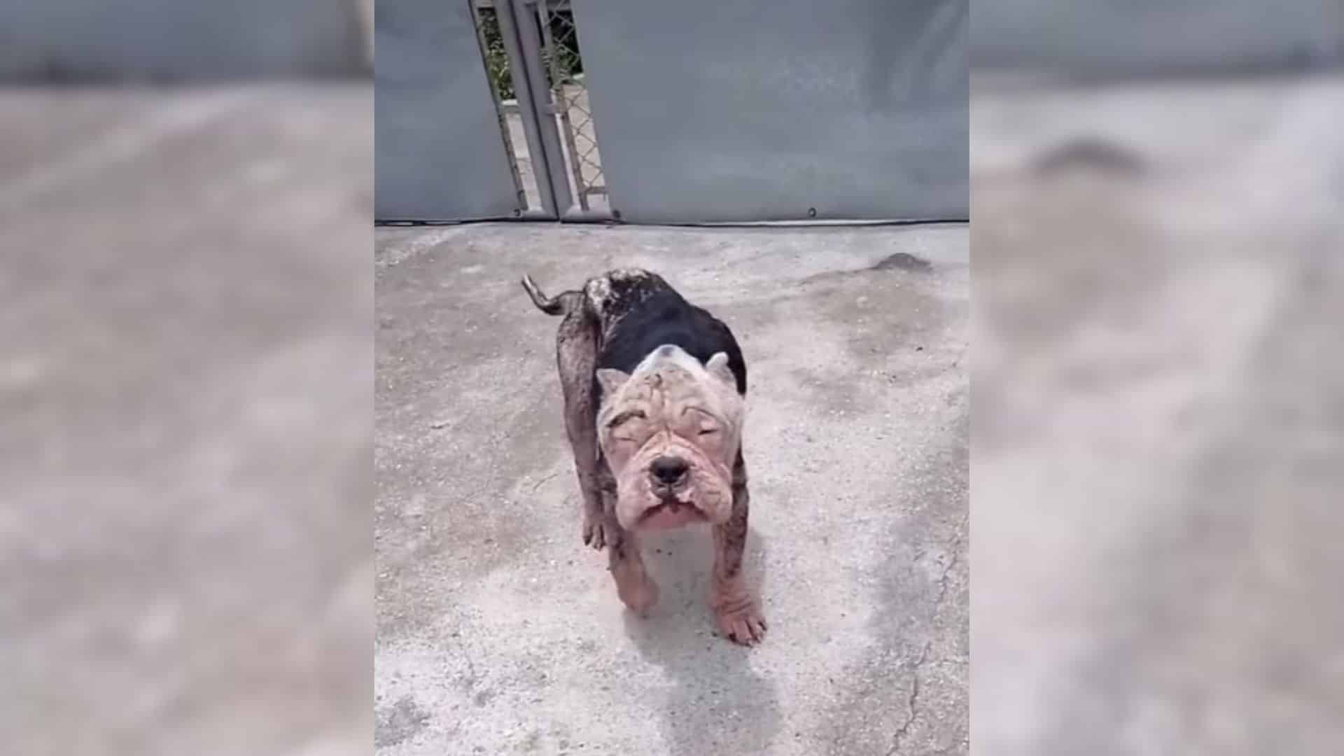 This courageous dog endured a great deal...