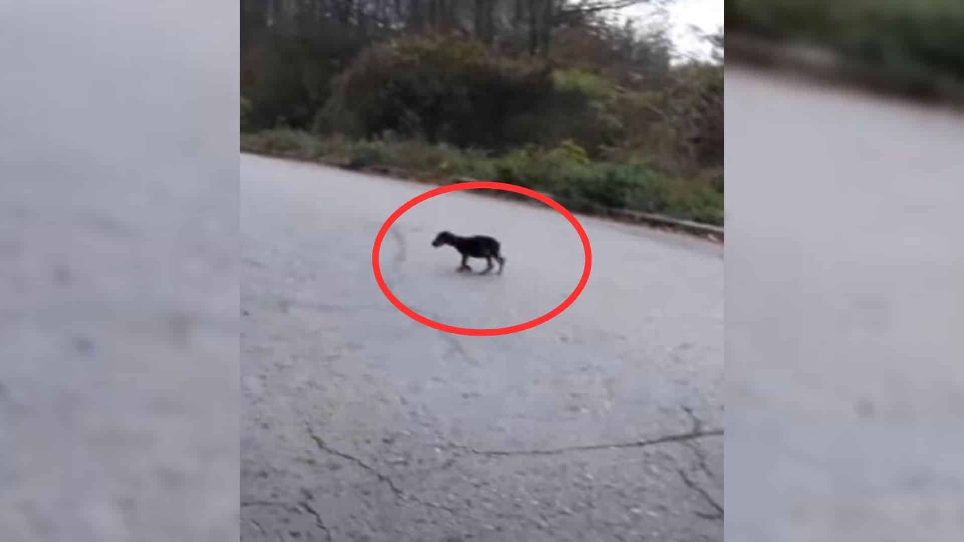 Megan, a desolate pup, wandered along a ...
