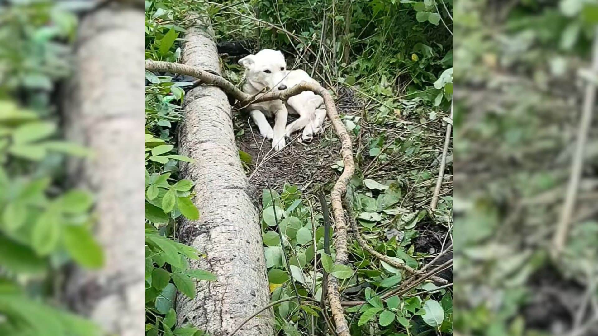 As he walked off the trail, he came acro...